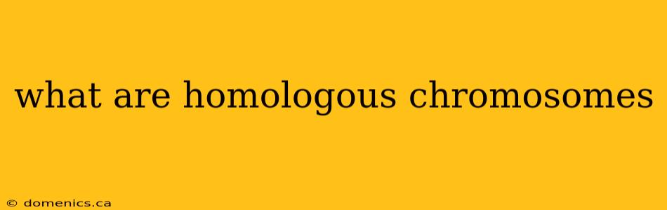 what are homologous chromosomes