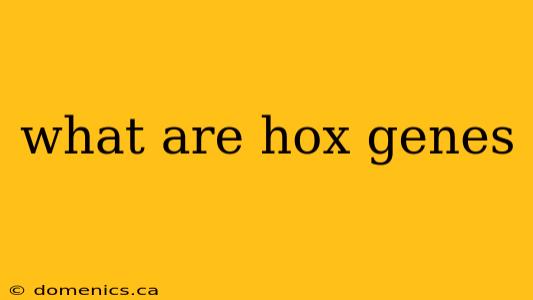 what are hox genes