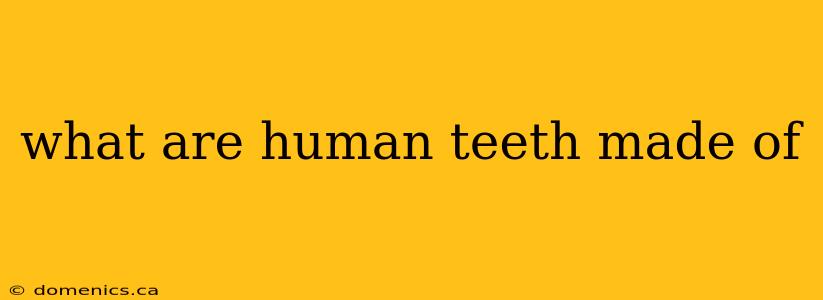 what are human teeth made of