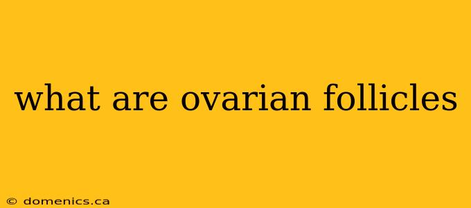 what are ovarian follicles