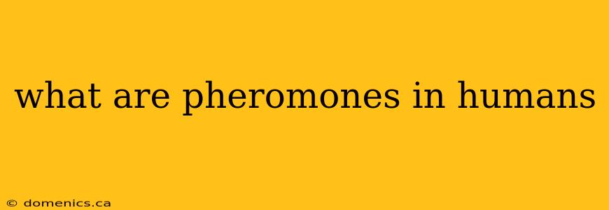 what are pheromones in humans