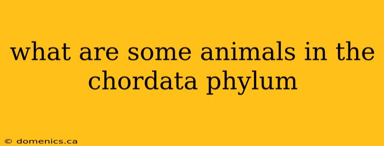 what are some animals in the chordata phylum