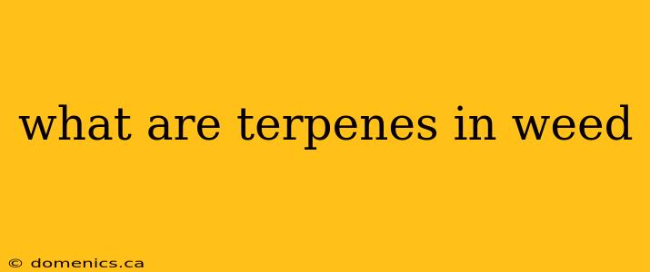 what are terpenes in weed