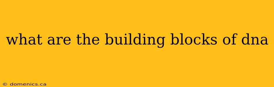 what are the building blocks of dna