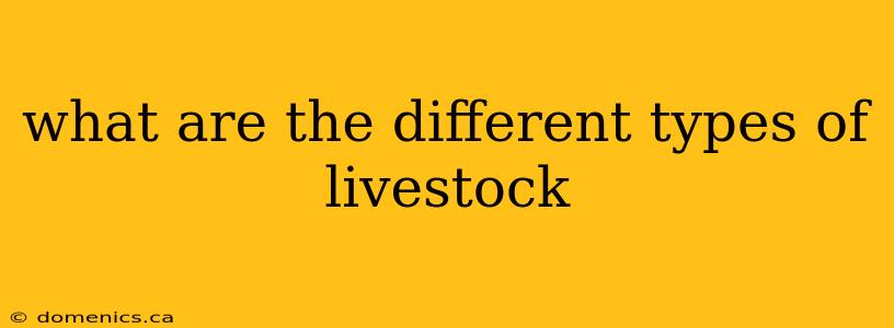 what are the different types of livestock