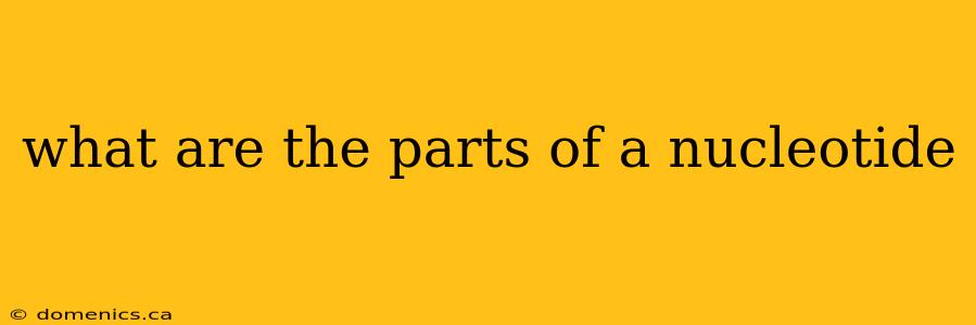 what are the parts of a nucleotide