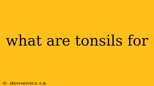 what are tonsils for