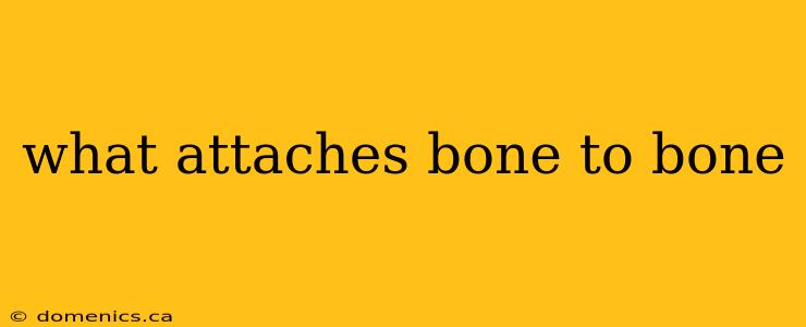 what attaches bone to bone