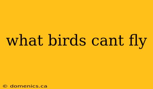 what birds cant fly