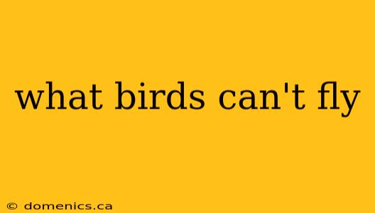 what birds can't fly