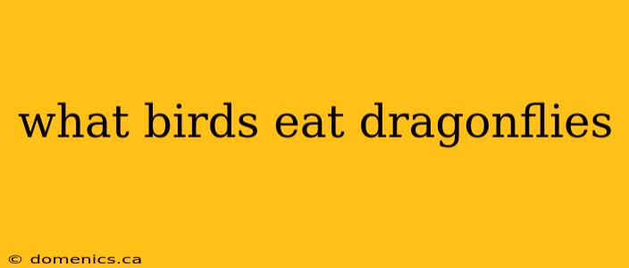 what birds eat dragonflies