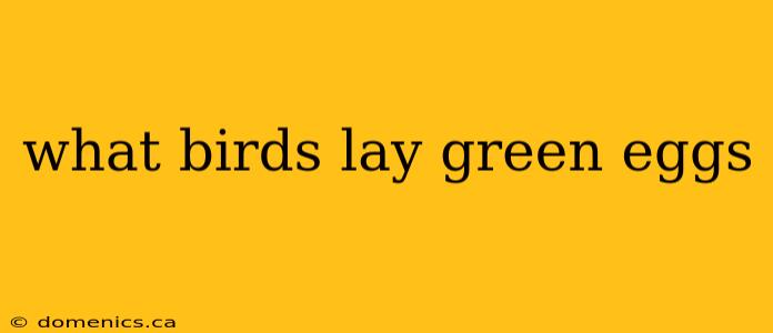 what birds lay green eggs