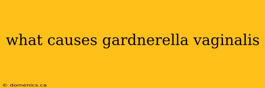 what causes gardnerella vaginalis