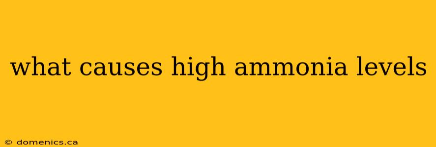 what causes high ammonia levels