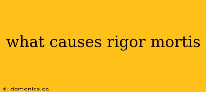 what causes rigor mortis