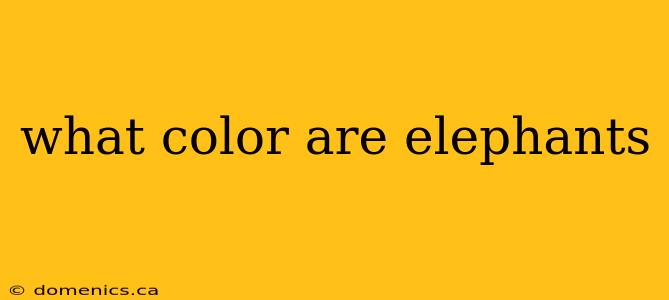 what color are elephants