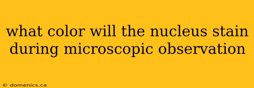 what color will the nucleus stain during microscopic observation