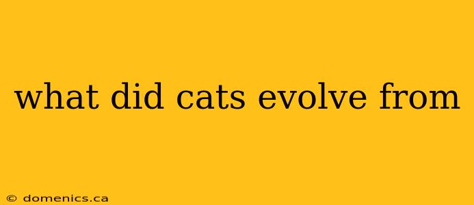 what did cats evolve from