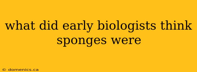 what did early biologists think sponges were