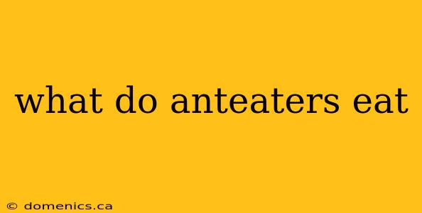 what do anteaters eat