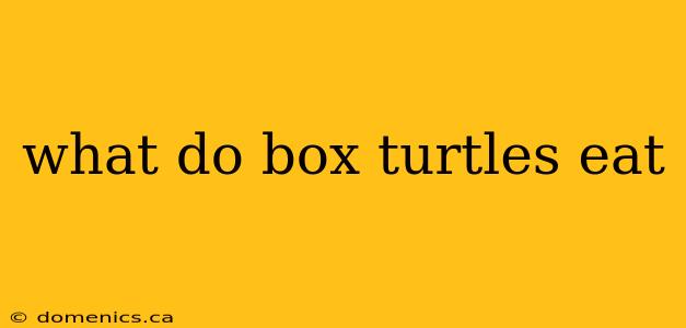 what do box turtles eat