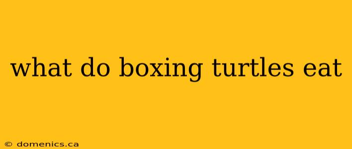 what do boxing turtles eat