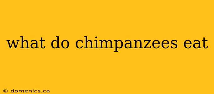 what do chimpanzees eat