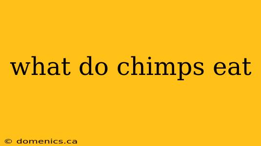 what do chimps eat