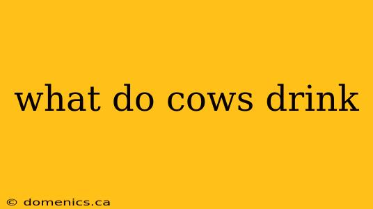 what do cows drink