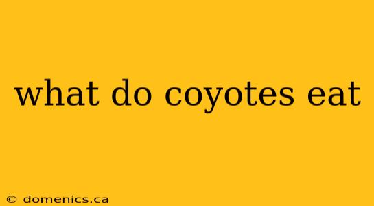 what do coyotes eat