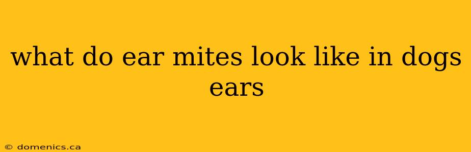 what do ear mites look like in dogs ears