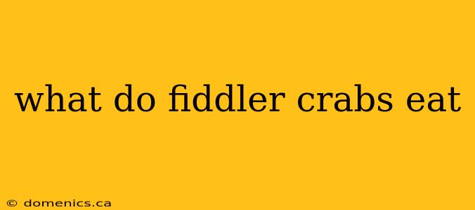 what do fiddler crabs eat