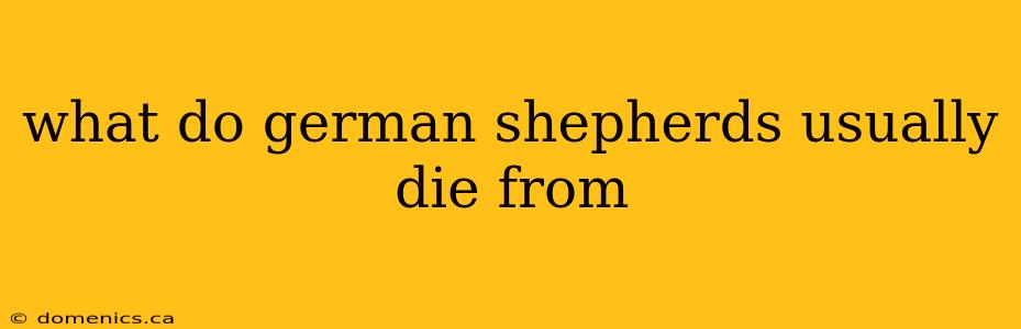 what do german shepherds usually die from