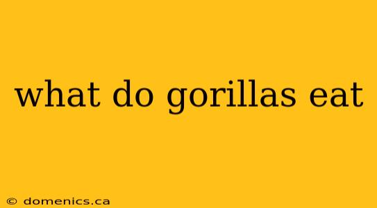 what do gorillas eat