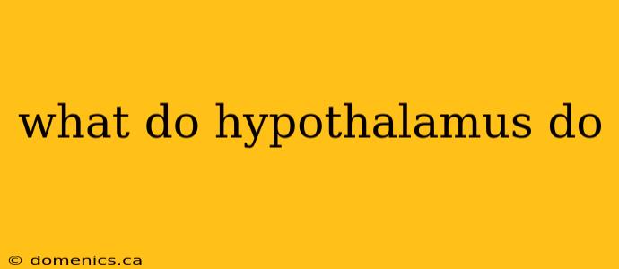 what do hypothalamus do