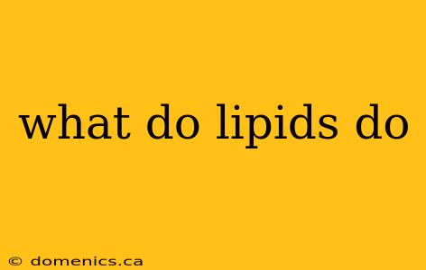 what do lipids do