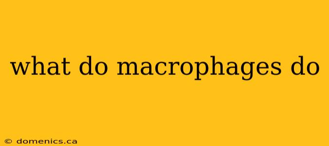 what do macrophages do