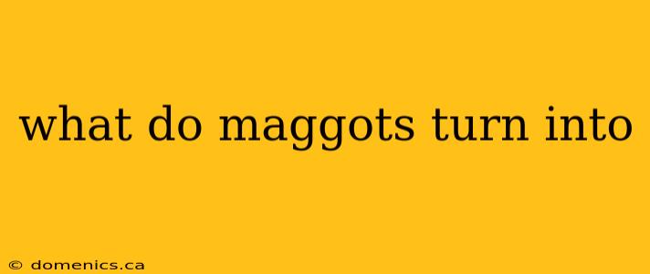 what do maggots turn into