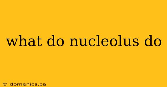 what do nucleolus do