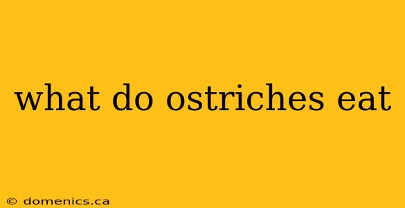 what do ostriches eat