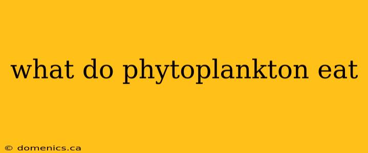 what do phytoplankton eat