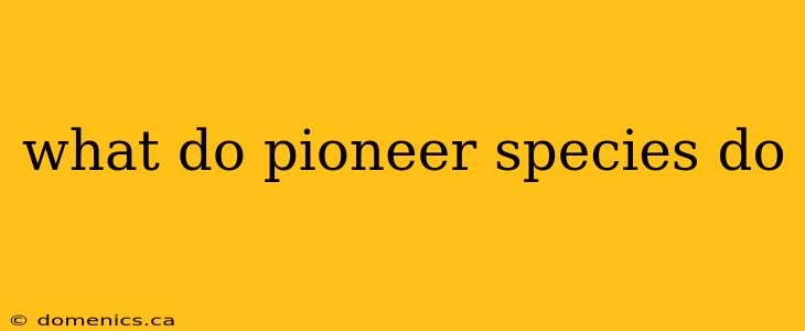 what do pioneer species do