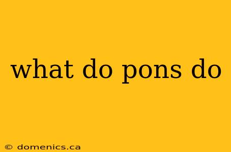 what do pons do