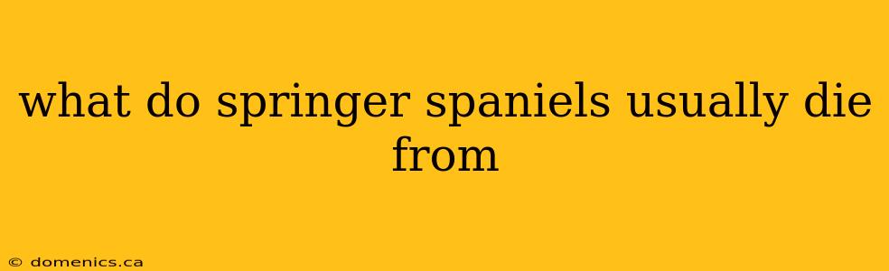 what do springer spaniels usually die from