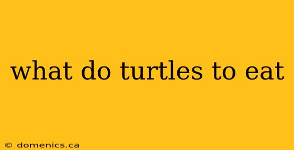 what do turtles to eat