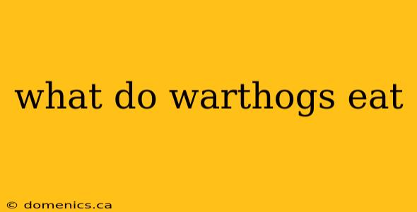 what do warthogs eat