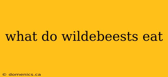 what do wildebeests eat