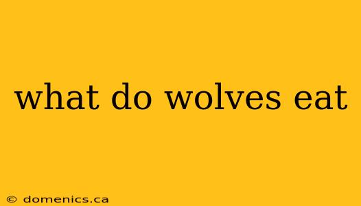 what do wolves eat