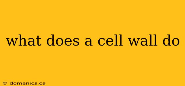 what does a cell wall do