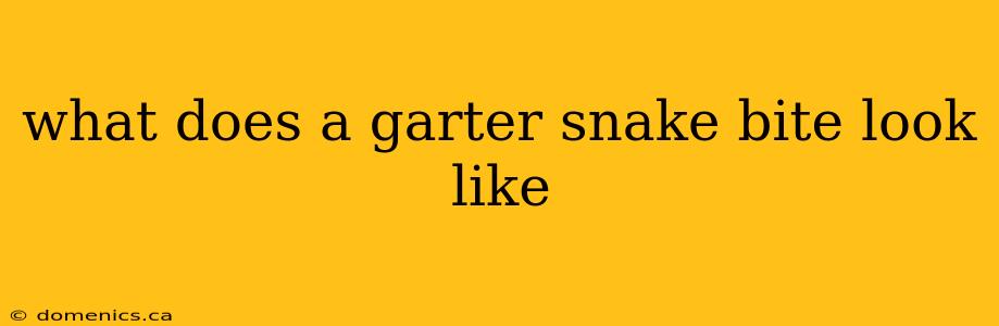 what does a garter snake bite look like
